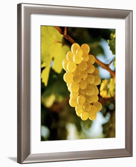 Ripe White Wine Grapes on Vine (Grüner Veltliner, Lower Austria)-Herbert Lehmann-Framed Photographic Print