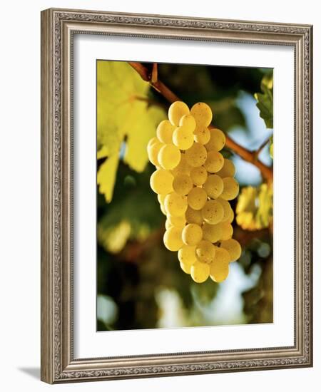 Ripe White Wine Grapes on Vine (Grüner Veltliner, Lower Austria)-Herbert Lehmann-Framed Photographic Print