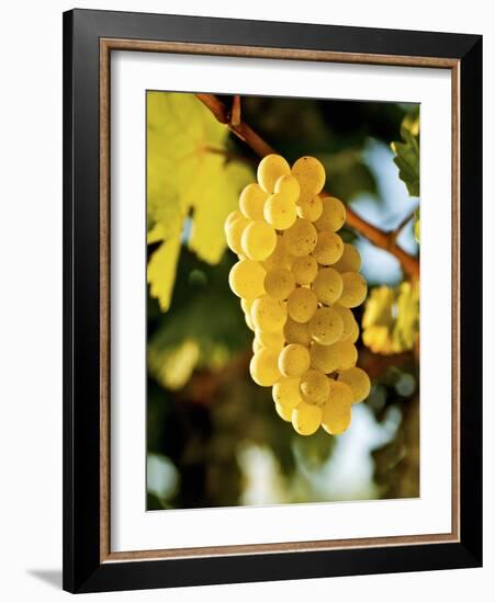 Ripe White Wine Grapes on Vine (Grüner Veltliner, Lower Austria)-Herbert Lehmann-Framed Photographic Print