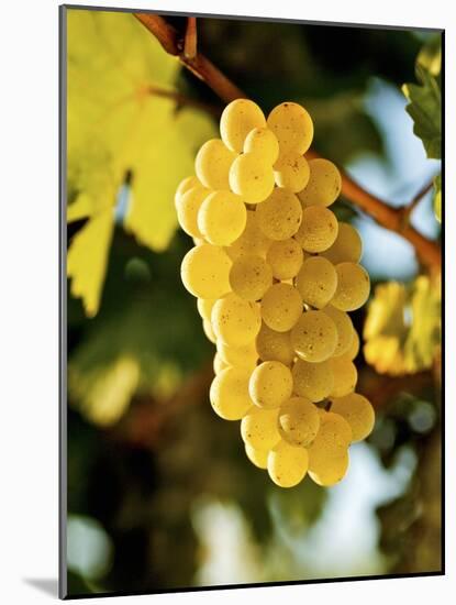 Ripe White Wine Grapes on Vine (Grüner Veltliner, Lower Austria)-Herbert Lehmann-Mounted Photographic Print
