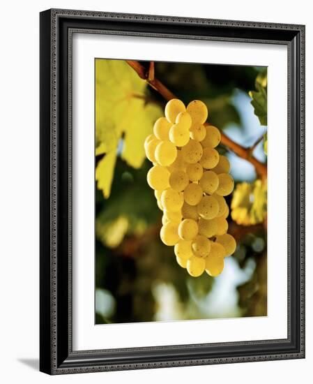 Ripe White Wine Grapes on Vine (Grüner Veltliner, Lower Austria)-Herbert Lehmann-Framed Photographic Print