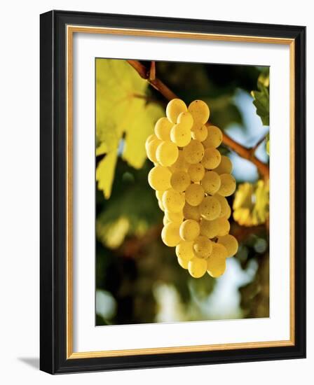 Ripe White Wine Grapes on Vine (Grüner Veltliner, Lower Austria)-Herbert Lehmann-Framed Photographic Print