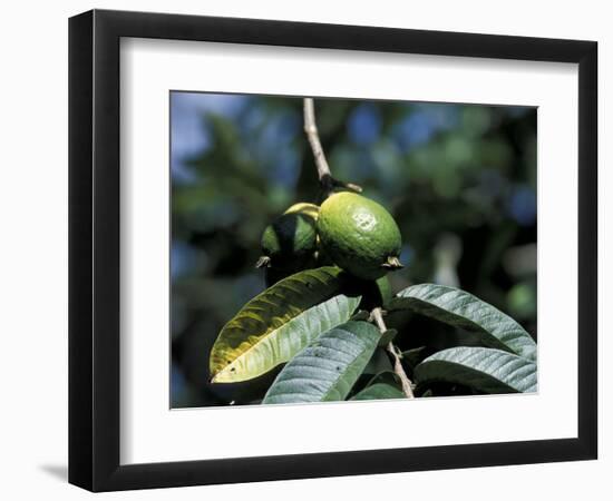 Ripening Guava Fruit, Wilson Botanical Gardens, San Vito, Costa Rica-Cindy Miller Hopkins-Framed Photographic Print