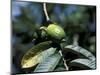 Ripening Guava Fruit, Wilson Botanical Gardens, San Vito, Costa Rica-Cindy Miller Hopkins-Mounted Photographic Print