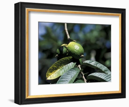 Ripening Guava Fruit, Wilson Botanical Gardens, San Vito, Costa Rica-Cindy Miller Hopkins-Framed Photographic Print