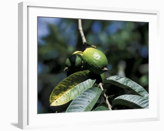 Ripening Guava Fruit, Wilson Botanical Gardens, San Vito, Costa Rica-Cindy Miller Hopkins-Framed Photographic Print