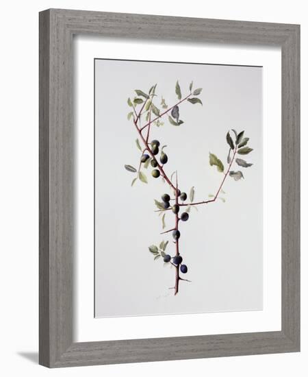 Ripening Sloes, 1996-Rebecca John-Framed Giclee Print