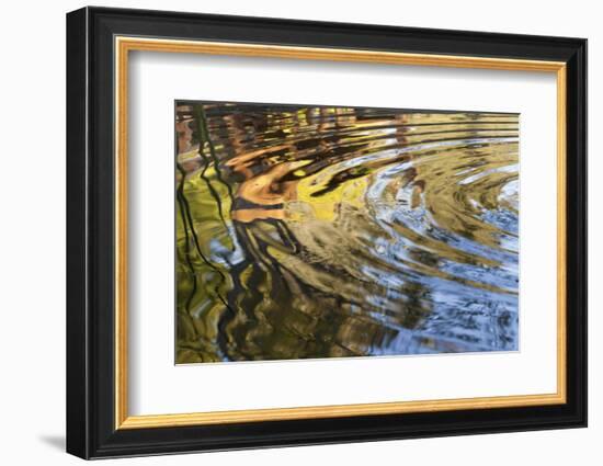 Ripples in Pool at Rancho La Purerta, Tecate, Mexico-Jaynes Gallery-Framed Photographic Print
