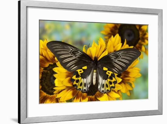 Rippon's Birdwing Butterfly, Female, Troides Hypolitus-Darrell Gulin-Framed Photographic Print