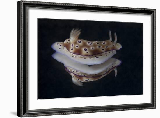 Risbecia Tryoni Nudibranch, Beqa Lagoon, Fiji-Stocktrek Images-Framed Photographic Print