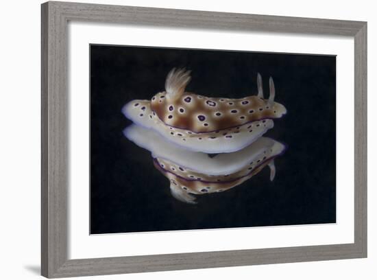 Risbecia Tryoni Nudibranch, Beqa Lagoon, Fiji-Stocktrek Images-Framed Photographic Print