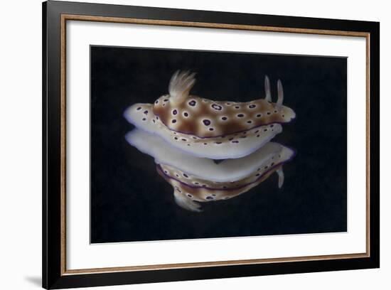 Risbecia Tryoni Nudibranch, Beqa Lagoon, Fiji-Stocktrek Images-Framed Photographic Print