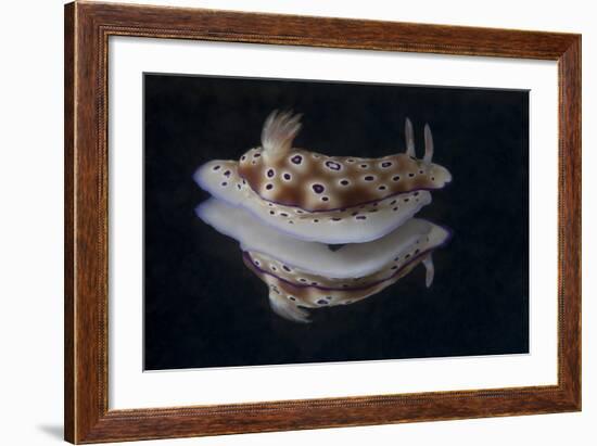 Risbecia Tryoni Nudibranch, Beqa Lagoon, Fiji-Stocktrek Images-Framed Photographic Print