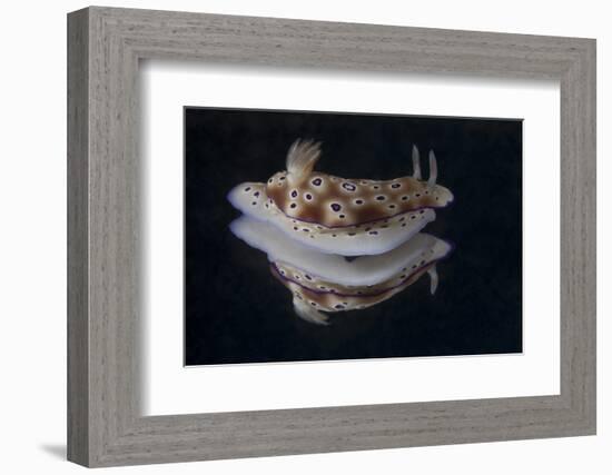 Risbecia Tryoni Nudibranch, Beqa Lagoon, Fiji-Stocktrek Images-Framed Photographic Print