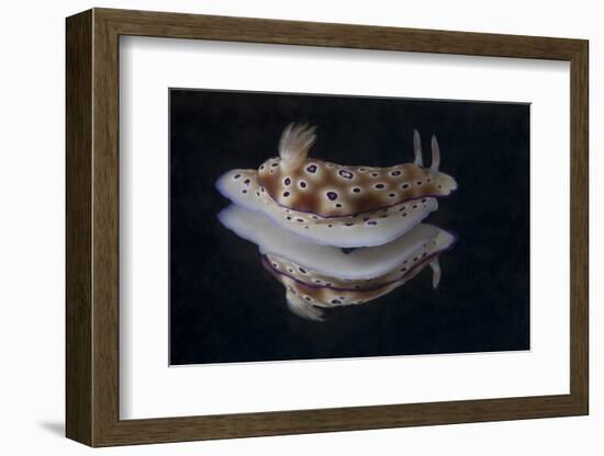 Risbecia Tryoni Nudibranch, Beqa Lagoon, Fiji-Stocktrek Images-Framed Photographic Print