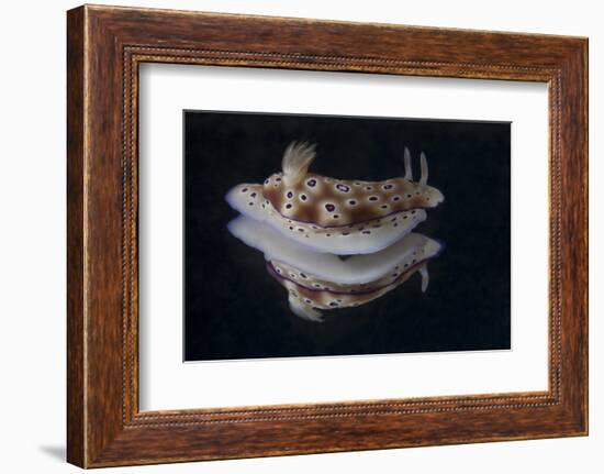 Risbecia Tryoni Nudibranch, Beqa Lagoon, Fiji-Stocktrek Images-Framed Photographic Print