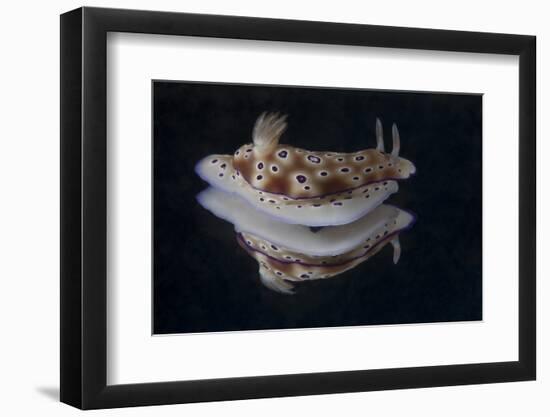 Risbecia Tryoni Nudibranch, Beqa Lagoon, Fiji-Stocktrek Images-Framed Photographic Print