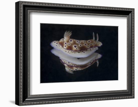 Risbecia Tryoni Nudibranch, Beqa Lagoon, Fiji-Stocktrek Images-Framed Photographic Print