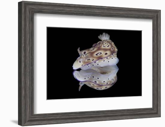 Risbecia Tryoni Nudibranch, Beqa Lagoon, Fiji-Stocktrek Images-Framed Photographic Print