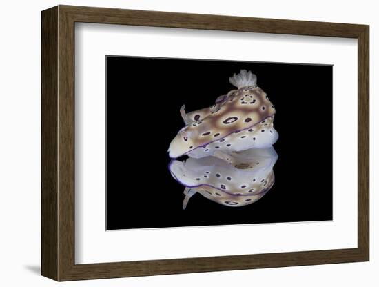 Risbecia Tryoni Nudibranch, Beqa Lagoon, Fiji-Stocktrek Images-Framed Photographic Print