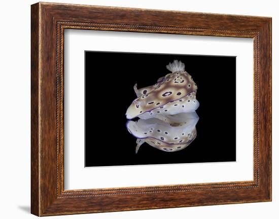 Risbecia Tryoni Nudibranch, Beqa Lagoon, Fiji-Stocktrek Images-Framed Photographic Print