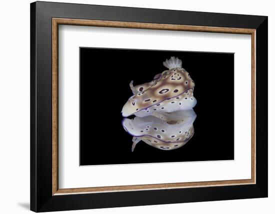 Risbecia Tryoni Nudibranch, Beqa Lagoon, Fiji-Stocktrek Images-Framed Photographic Print