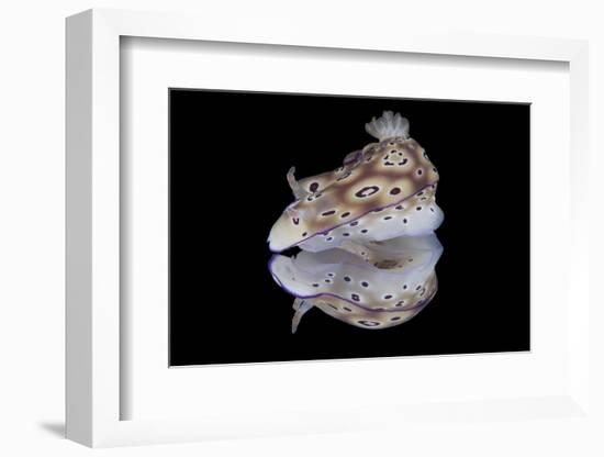 Risbecia Tryoni Nudibranch, Beqa Lagoon, Fiji-Stocktrek Images-Framed Photographic Print