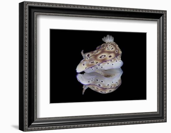 Risbecia Tryoni Nudibranch, Beqa Lagoon, Fiji-Stocktrek Images-Framed Photographic Print