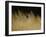 Rise and Shine-Michael Budden-Framed Giclee Print