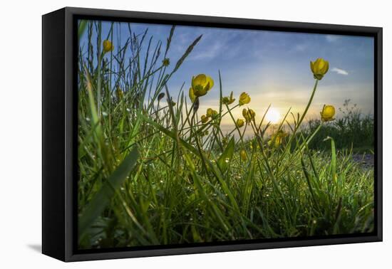 Rising Beyond the Buttercups-Adrian Campfield-Framed Premier Image Canvas