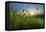 Rising Beyond the Buttercups-Adrian Campfield-Framed Premier Image Canvas