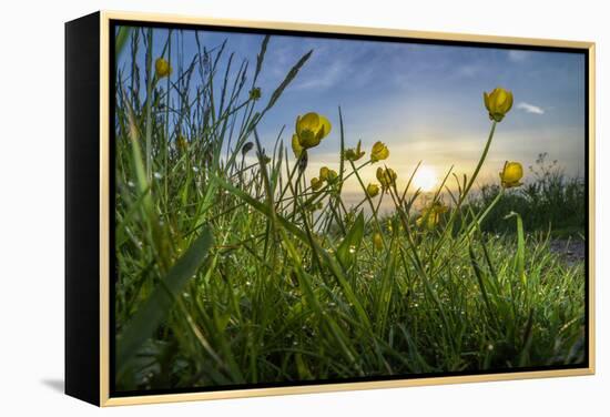 Rising Beyond the Buttercups-Adrian Campfield-Framed Premier Image Canvas