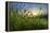 Rising Beyond the Buttercups-Adrian Campfield-Framed Premier Image Canvas