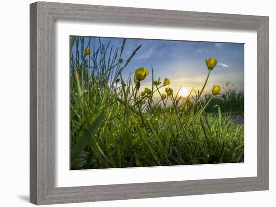 Rising Beyond the Buttercups-Adrian Campfield-Framed Photographic Print