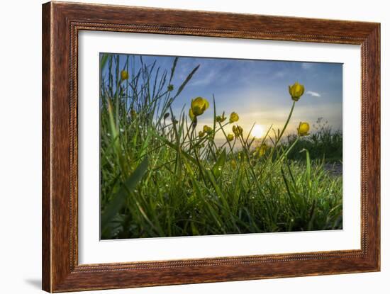 Rising Beyond the Buttercups-Adrian Campfield-Framed Photographic Print