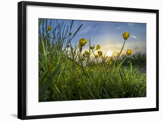 Rising Beyond the Buttercups-Adrian Campfield-Framed Photographic Print