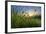 Rising Beyond the Buttercups-Adrian Campfield-Framed Photographic Print