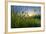 Rising Beyond the Buttercups-Adrian Campfield-Framed Photographic Print