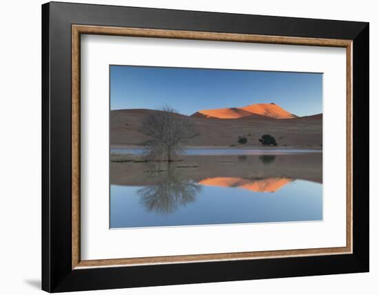 Rising Sun Catching the Summit of Towering Orange Sand Dunes with Reflections-Lee Frost-Framed Photographic Print