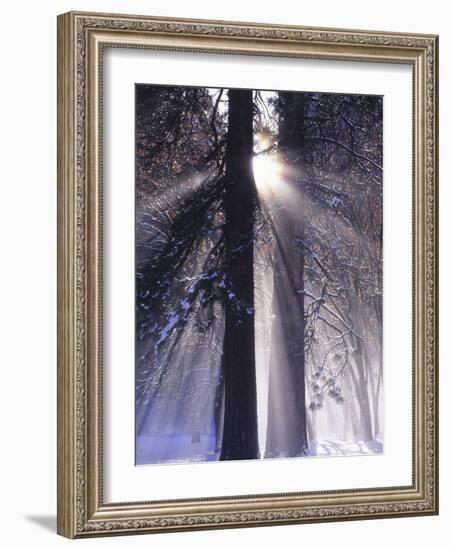 Rising Sun, Yosemite Valley, Yosemite National Park, Sierra Nevada, California-Christopher Bettencourt-Framed Photographic Print