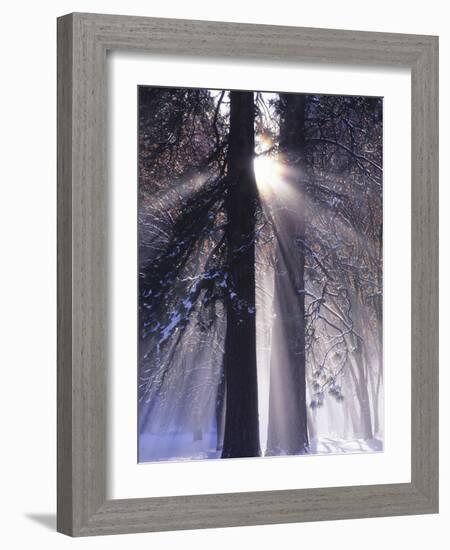 Rising Sun, Yosemite Valley, Yosemite National Park, Sierra Nevada, California-Christopher Bettencourt-Framed Photographic Print