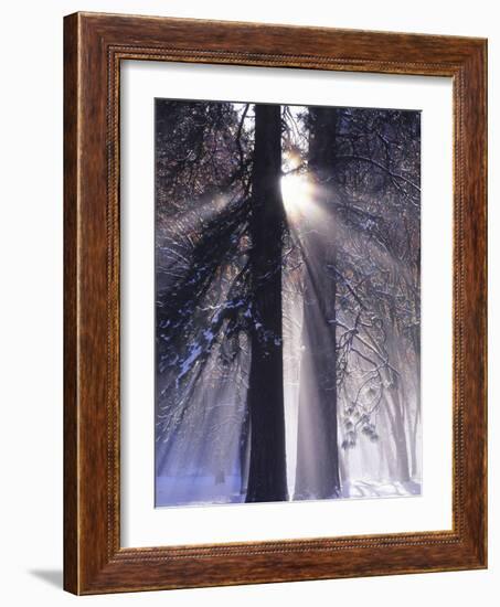 Rising Sun, Yosemite Valley, Yosemite National Park, Sierra Nevada, California-Christopher Bettencourt-Framed Photographic Print