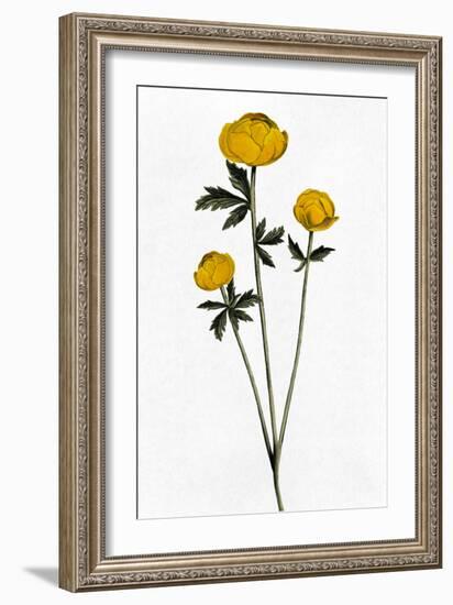 Rising Triplets-Marcus Prime-Framed Art Print