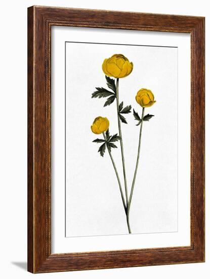 Rising Triplets-Marcus Prime-Framed Art Print