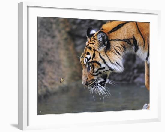 Risk Taker Bengal Tiger and Butterfly-Jai Johnson-Framed Giclee Print