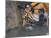 Risk Taker Bengal Tiger and Butterfly-Jai Johnson-Mounted Giclee Print