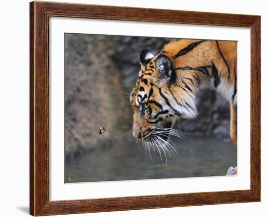 Risk Taker Bengal Tiger and Butterfly-Jai Johnson-Framed Giclee Print