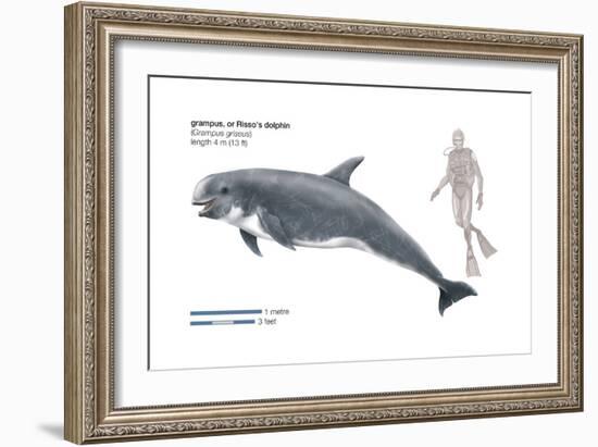 Risso's Dolphin or Grampus (Grampus Griseus), Mammals-Encyclopaedia Britannica-Framed Art Print