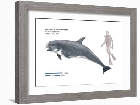 Risso's Dolphin or Grampus (Grampus Griseus), Mammals-Encyclopaedia Britannica-Framed Art Print