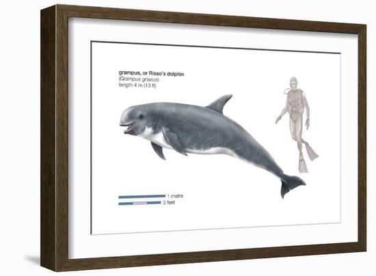 Risso's Dolphin or Grampus (Grampus Griseus), Mammals-Encyclopaedia Britannica-Framed Art Print